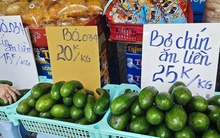 Giá bơ 034 có trở lại thời hoàng kim nếu được xuất khẩu sang Trung Quốc?