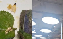 Xôn xao hình ảnh ổ trứng côn trùng trong món ăn của chuỗi buffet nổi tiếng, dân mạng ùa vào "tố" thêm