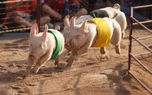 Đu theo sóng giá lợn, quỹ ngoại vừa "hô" VN-Index lên 1.700 điểm tiếp tục nâng sở hữu tại Dabaco lên trên 8%