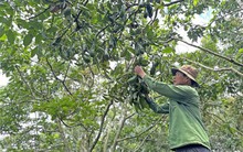 Mùa bơ 'đắng' ở Lâm Đồng