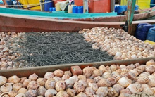 Việt Nam sở hữu hàng trăm triệu USD ‘trôi dạt’ ngoài khơi được Hàn Quốc liên tục săn lùng: Thu hơn 200 triệu USD từ đầu năm, Nhật Bản, Thái Lan cũng đều mê