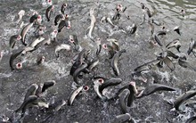 Cựu ‘vua cá tra’ tìm đường trở lại: Phát hành cổ phiếu thưởng tỷ lệ 100%, tăng vốn vượt mặt Vĩnh Hoàn