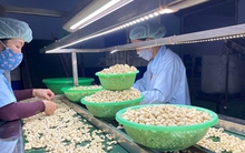 Xuất khẩu nông sản vẫn còn mối lo