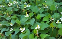 Việt Nam có một loại “thuốc bổ tự nhiên” cực tốt nhưng lại ít người ngó đến