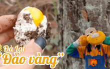 Dân tình háo hức kéo nhau lên đồi thông đào "trứng vàng" - thứ đặc sản chỉ có ở Đà Lạt mùa này