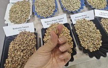 Giá cà phê Robusta vượt Arabica, chuyện chưa từng có trong hơn 50 năm