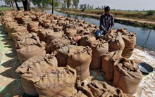 Từ đầu năm, Nga liên tục tăng nhập mặt hàng này của Việt Nam: sản lượng tăng hơn 200%, Việt Nam xuất khẩu 8 triệu tấn mỗi năm