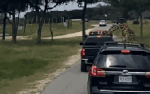 Thót tim trước khoảnh khắc bé gái 2 tuổi bị hươu cao cổ gặm người, nhấc khỏi xe khi đi thăm sở thú, nhiều cha mẹ phải giật mình cảnh giác