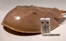 Giải mã máu của loài động vật đắt đỏ nhất thế giới: Màu xanh kỳ dị, ẩn chứa khả năng vô hiệu hóa vi khuẩn, mỗi lít trị giá hơn 500 triệu đồng