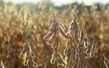 "Cứu tinh" từ Campuchia ồ ạt đổ bộ Việt Nam giúp người chăn nuôi lãi chồng lãi: tăng trưởng hơn 1.000%, nước ta nhập khẩu đứng thứ 3 thế giới