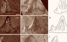 Nhật Bản: Phát hiện loài thủy quái 237 triệu tuổi