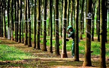 Cao su Phước Hoà lên kế hoạch kinh doanh ‘đi lùi’ trong năm 2024