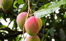 Lá xoài và 6 công dụng ít ai biết đến