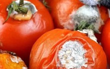 Cà chua thối đừng vội vứt đi, giữ lại sẽ có vô số công dụng