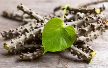 Việt Nam có 1 loại cây dây là dược liệu quý giúp hạ đường huyết và chống oxy hóa hiệu quả