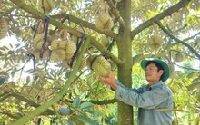 Một huyện của Đắk Lắk dự kiến thu gần 7.000 tỷ đồng từ sầu riêng