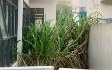 Cảnh hoang tàn bên trong biệt thự tại khu đô thị hơn 7.000 tỉ ở Hà Nội