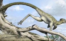 "Rồng cát” 72 triệu năm tuổi lộ diện giữa sa mạc Mông Cổ