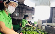 Long An mở đường cho xuất khẩu trái chanh trực tiếp sang Trung Đông