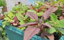 Rau dền 'siêu' protein nhưng những người này không nên ăn