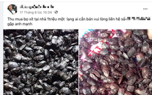 Giật mình giá mua bọ xít bán cho thương lái Trung Quốc