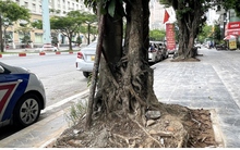Loạt cây xanh bật rễ, tiềm ẩn nguy hiểm với người dân khi mùa mưa bão đến