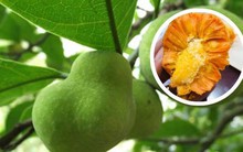 Loại quả có múi như mít nhưng kích cỡ "tí hon", xưa rụng đầy sân giờ thành đặc sản khó tìm