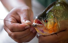 Tại sao cá piranha hung dữ không thống trị sông Amazon ?