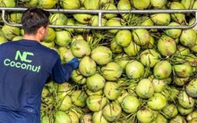 Dừa tươi Việt sắp có ‘visa’ sang Trung Quốc, người Thái lo mất miếng bánh tỷ USD giống sầu riêng