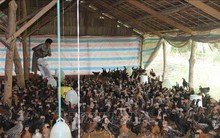 Người chăn nuôi có lãi nhờ giá thịt gia cầm tăng