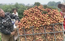 Vải thiều mất mùa chưa từng thấy, Bắc Giang vẫn thu hơn 6.000 tỉ đồng