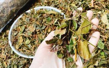 Việt Nam có 1 loại lá phơi khô pha thành nước tốt ngang nhân sâm, tổ yến: Hạ đường huyết, giải độc gan hiệu quả