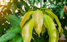 Bật mí 6 lợi ích sức khỏe từ lá xoài luộc có thể khiến nhiều người ngỡ ngàng