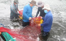 Giá tôm thương phẩm ở Bà Rịa-Vũng Tàu giảm mạnh