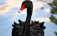 Chiến lược gia: Sự kiện thiên nga đen đang xuất hiện dày đặc trên thị trường chứng khoán Mỹ, Nvidia là một trong số đó