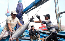 Phạt nặng vi phạm khai thác thủy sản từ 1/8
