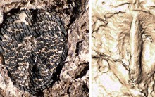 Loài khủng long tuyệt chủng đã sản sinh ra cây nho cổ đại