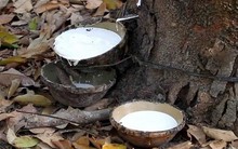 Indonesia ra sức thu mua loại nguyên liệu 'chảy nhựa lấy tiền' của Việt Nam: xuất khẩu tăng 3 chữ số, cả thế giới đều đang thèm khát