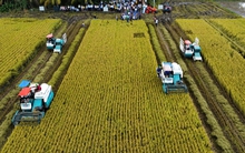 Xuất khẩu gạo có tiếp tục lập kỷ lục?