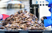 'Báu vật nước mặn' của Việt Nam được phương Tây liên tục chốt đơn: xuất khẩu tăng mạnh, nước ta trở thành thị trường chế biến thay thế Trung Quốc