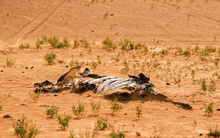 Sau 5 lần đại tuyệt chủng, Trái đất đã bước vào đại tuyệt chủng lần 6, đe dọa tồn vong nhân loại?