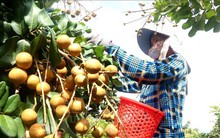 Thanh nhãn đầu vụ giá cao giúp nhà vườn lãi đến 250 triệu đồng/ha