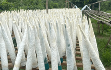 Phụ phẩm tưởng bỏ đi của con cá được Trung Quốc bao mua: Mang về 50 triệu USD kể từ đầu năm, là thuốc quý bổ máu, tốt cho thận