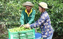 Liên kết trồng chanh không hạt xuất khẩu lãi hơn 400 triệu đồng/ha/năm