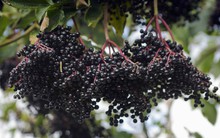 Loại quả là "vacxin chống cúm" tự nhiên, giúp tăng cường miễn dịch và chống oxy hoá mạnh mẽ