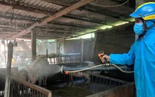 Bay sạch cơ nghiệp vì dịch tả lợn