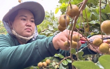 Trái cây của Việt Nam đã có mặt tại 60 thị trường trên thế giới