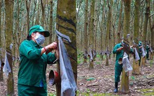 Sản vật từng bị nhiều nơi bỏ hoang, giờ giá "đu đỉnh" cao nhất cả chục năm