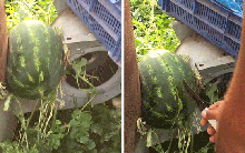 Những quả dưa hấu mọc ở vị trí "trái ngang nhất thế giới": Thách thức luôn cả người hái!