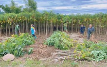 Loại cây từ gốc đến ngọn đều hái ra tiền đưa Việt Nam trở thành 1 trong 2 ông trùm của thế giới: Nước ta có hơn 500.000 ha trồng, Trung Quốc thu mua với giá đắt đỏ